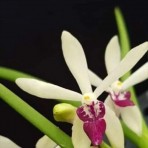 Luisanda thailandica-falcata-Flowering Size